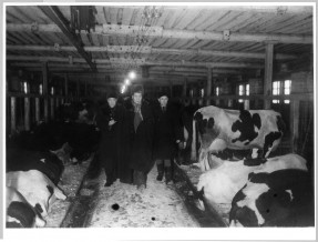 A long-faced Mao being shown the glories of Soviet animal husbandry in a freezing cowshed at Krasnogorsk, January 1950.  Interpretor Shi Zhe on the left.