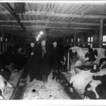 A long-faced Mao being shown the glories of Soviet animal husbandry in a freezing cowshed at Krasnogorsk, January 1950.  Interpretor Shi Zhe on the left.